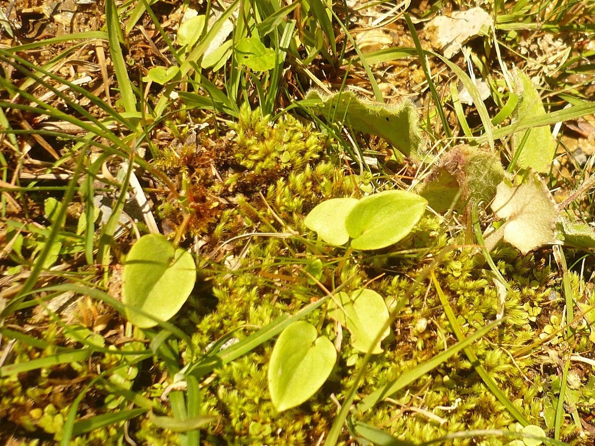 Parnassia palustris subsp. palustris (Celastraceae)